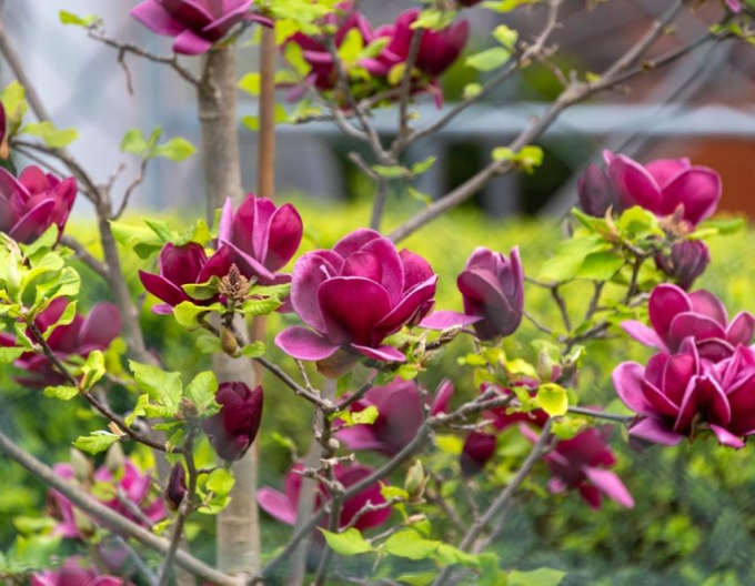 Šácholan ´Genie´