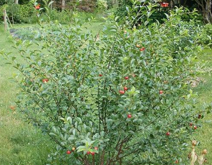 Višňový keř Carmine Jewell 5l