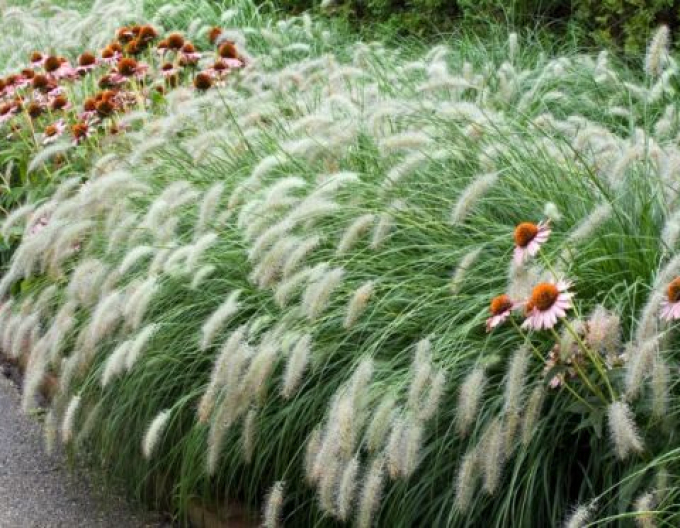 Dochan psárkovitý (vousatec) ´Hameln´