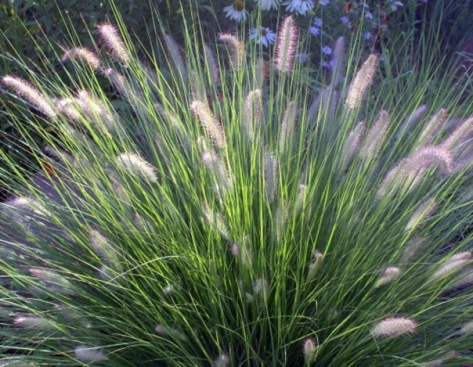 Dochan psárkovitý (vousatec) ´Hameln´