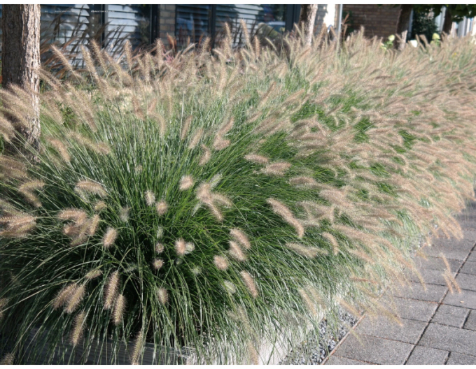 Dochan psárkovitý (vousatec) ´Hameln´