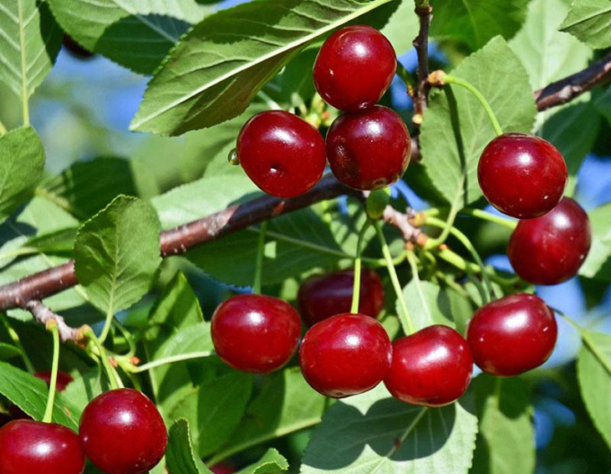 Višňový keř Carmine Jewell 5l