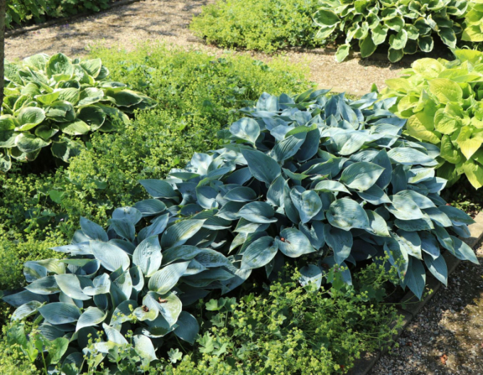 Bohyška ´Halcyon´