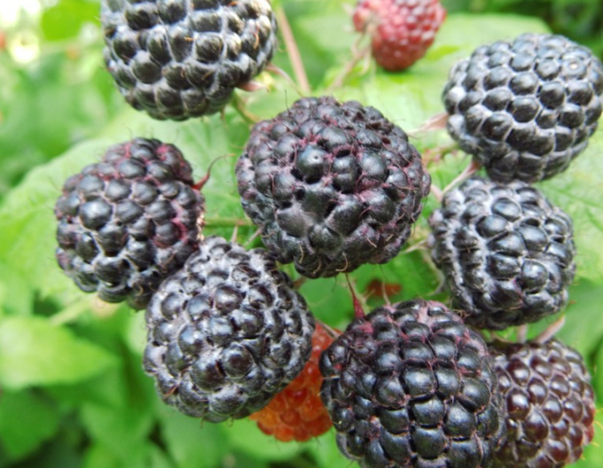 Maliník černý ´Black Jewel´