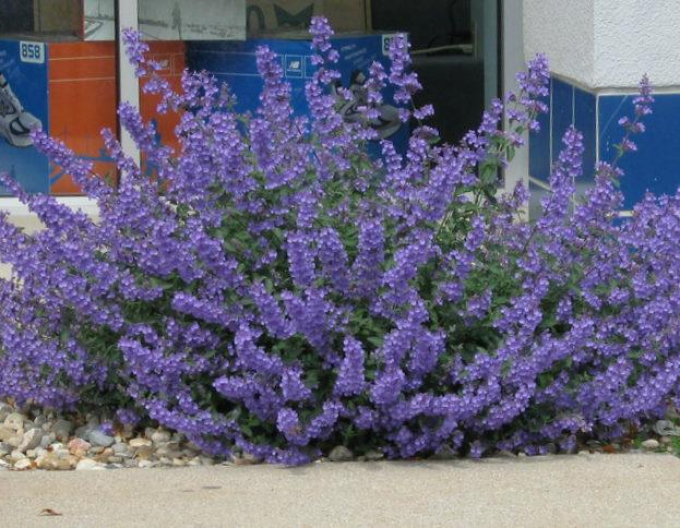 Šanta ´Walker´s Low´