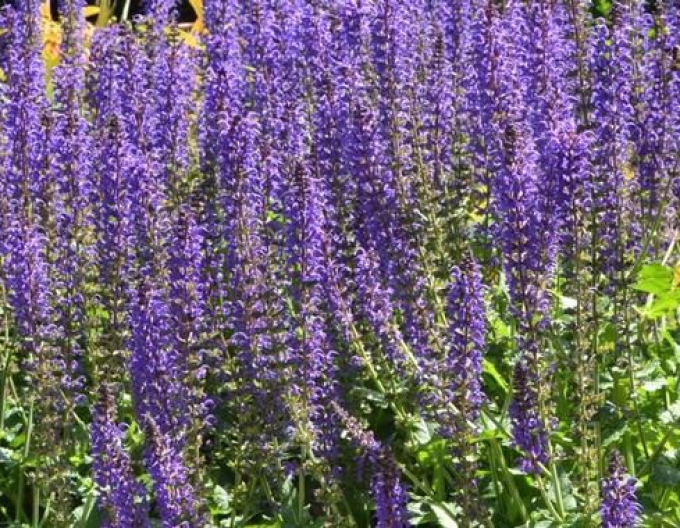 Šalvěj hajní  ´Mainacht´