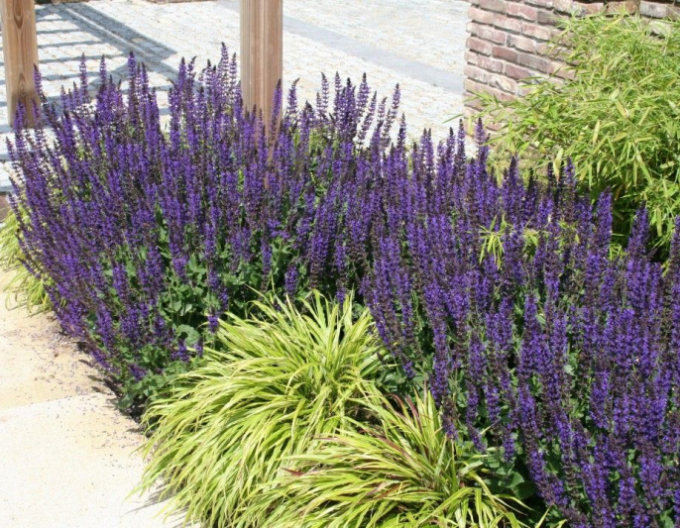 Šalvěj hajní  ´Mainacht´