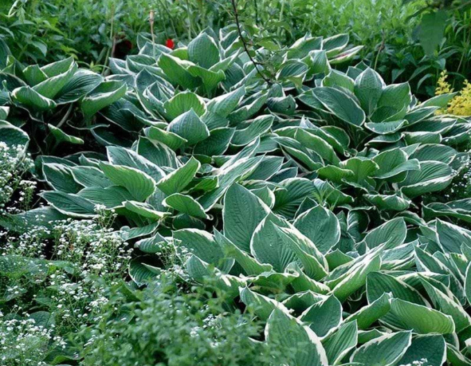 Bohyška ´Francee´