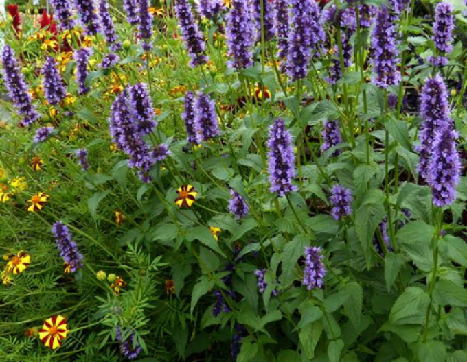 Agastache ´Black Adder´