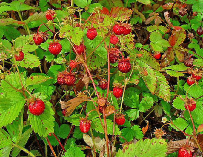 Jahodník měsíční