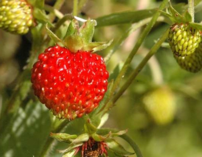 Jahodník měsíční