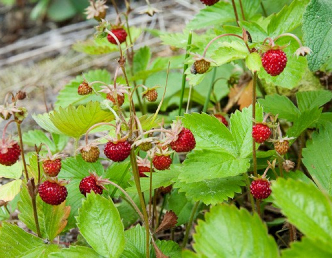 Jahodník měsíční