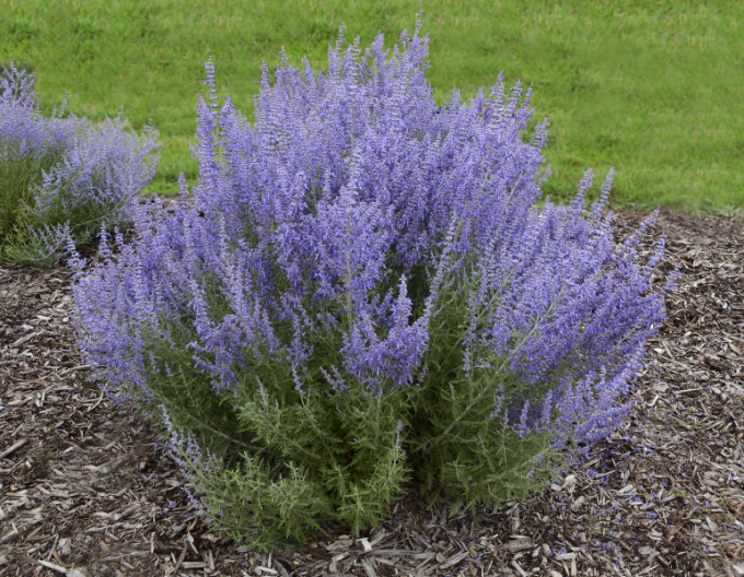 Perovskia ´Russian Sage´
