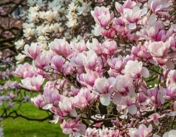 Šácholan ´Festirose´