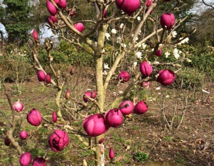Šácholan Black Tulip