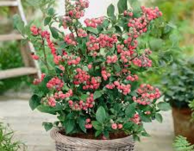 Kanadská borůvka ´Pink Lemonade´