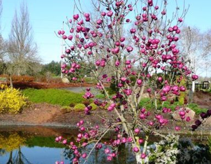 Šácholan Black Tulip