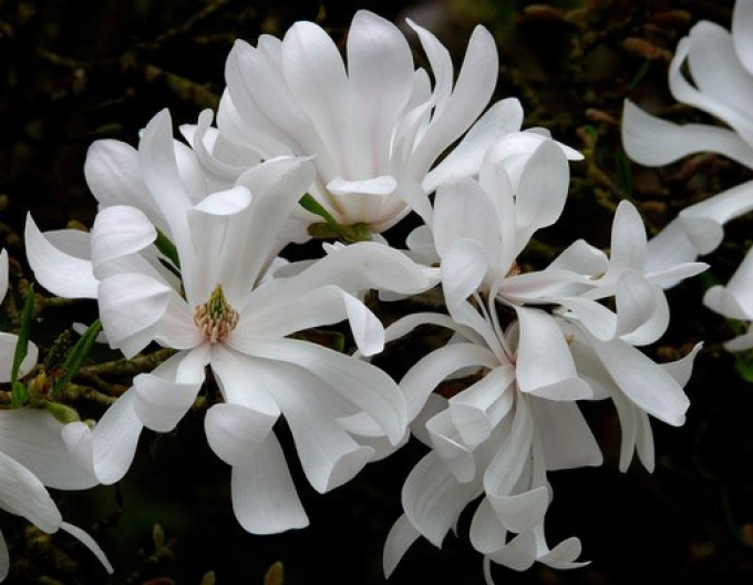 Šácholan ´St. Waterlily´