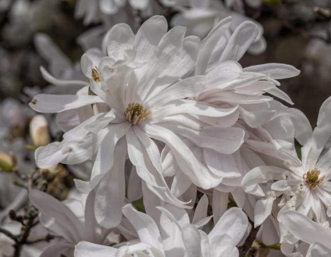 Šácholan ´St. Waterlily´