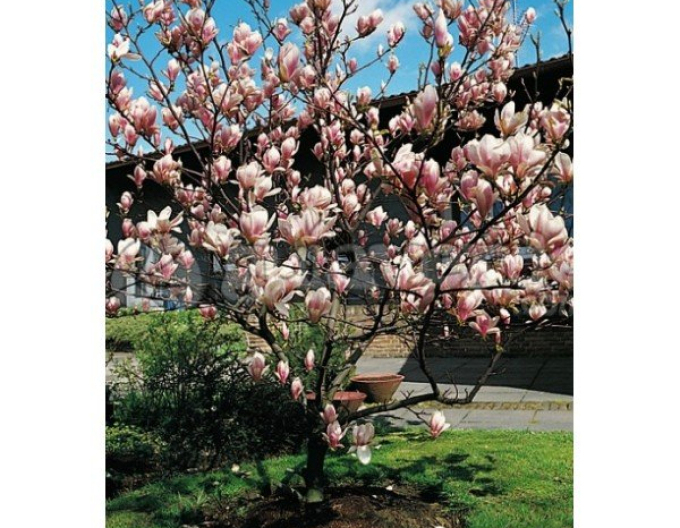 Šácholan ´Satisfaction´