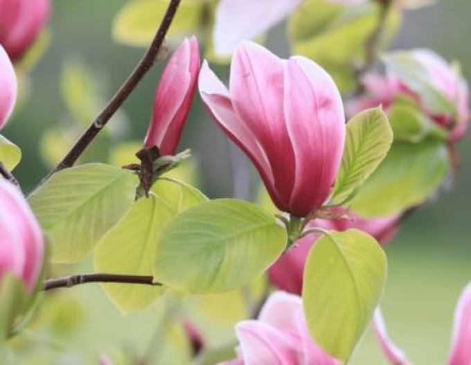 Šácholan ´Cameo´