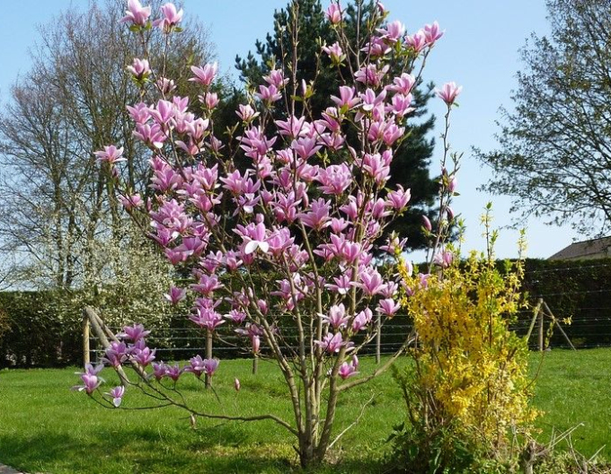 Šácholan ´Andre Leroy´