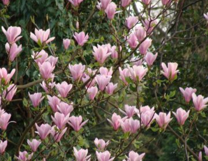 Šácholan ´Andre Leroy´