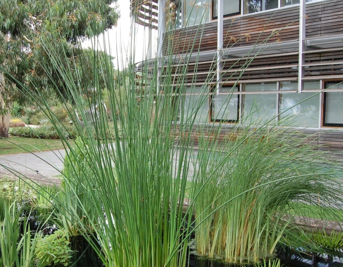 Skřípinec jezerní