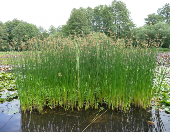 Skřípinec jezerní