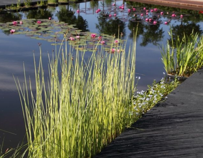 Skřípinec jezerní ’Albescens’