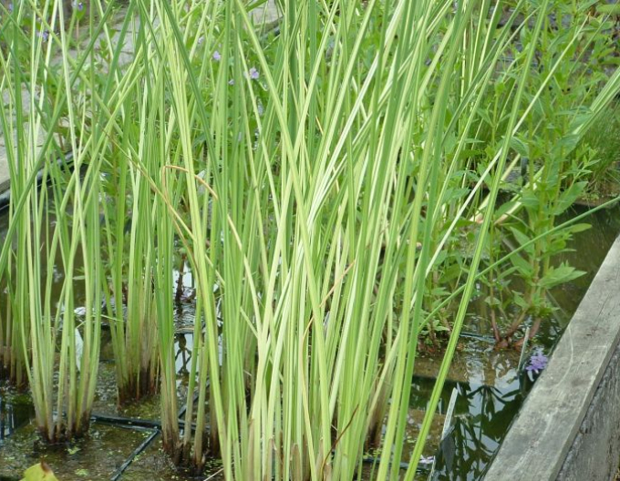 Skřípinec jezerní ’Albescens’