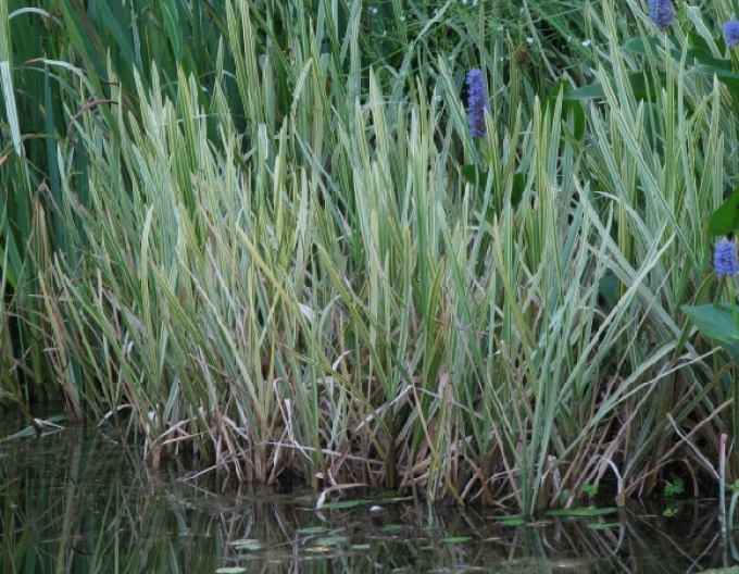 Zblochan vodní ’Variegata’