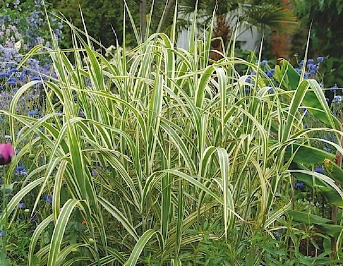 Zblochan vodní ’Variegata’