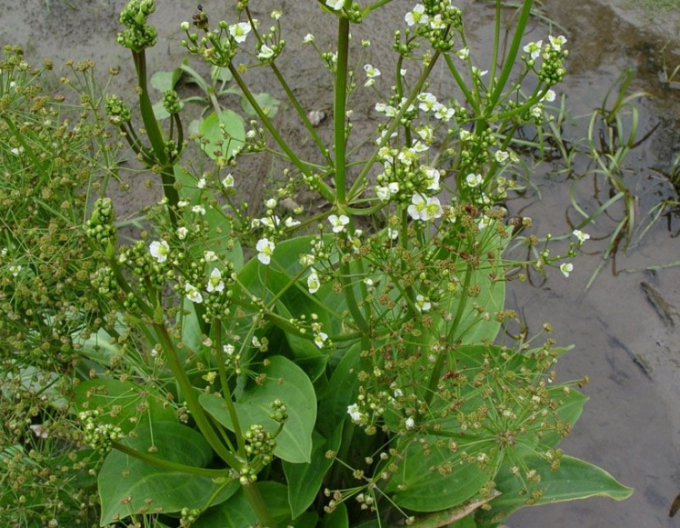 Žabník jitrocelový