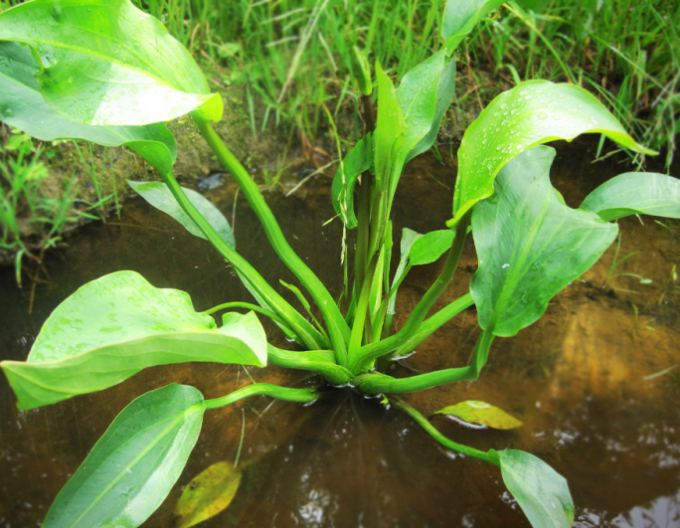 Žabník jitrocelový