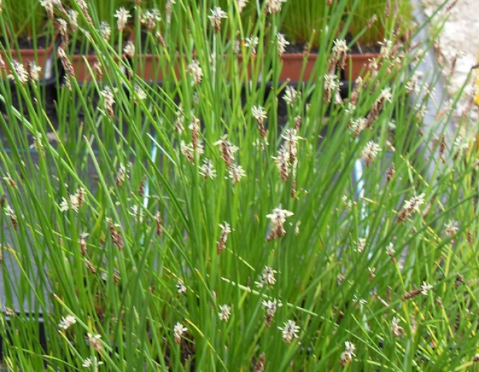 Bahnička mokřadní