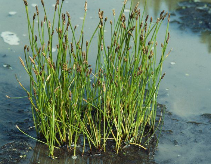 Bahnička mokřadní