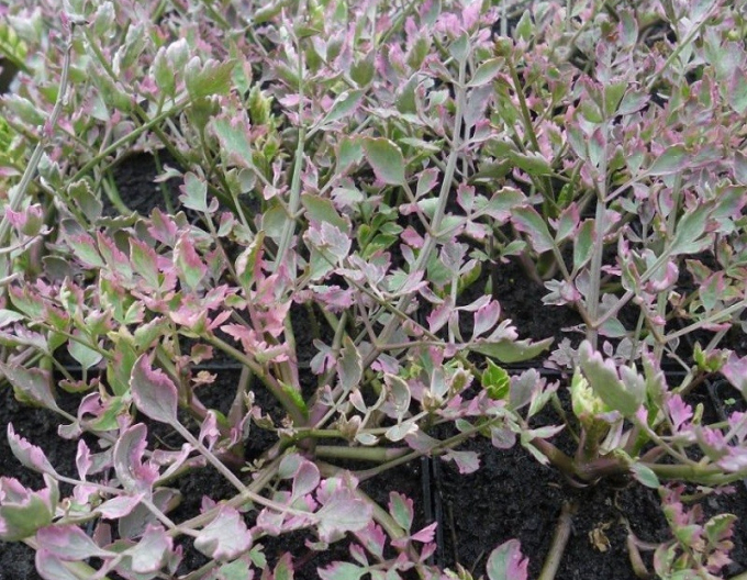 Halucha dutá ´Flamenco´