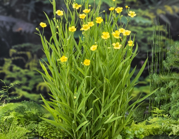 Pryskyřník plamének