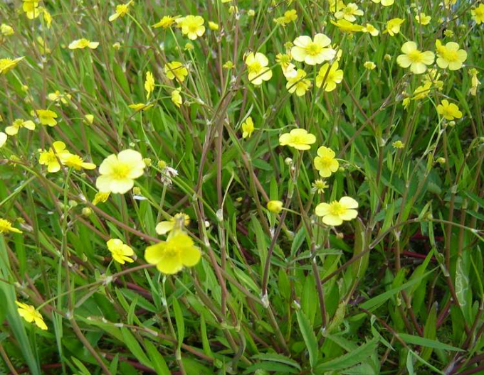 Pryskyřník plamének