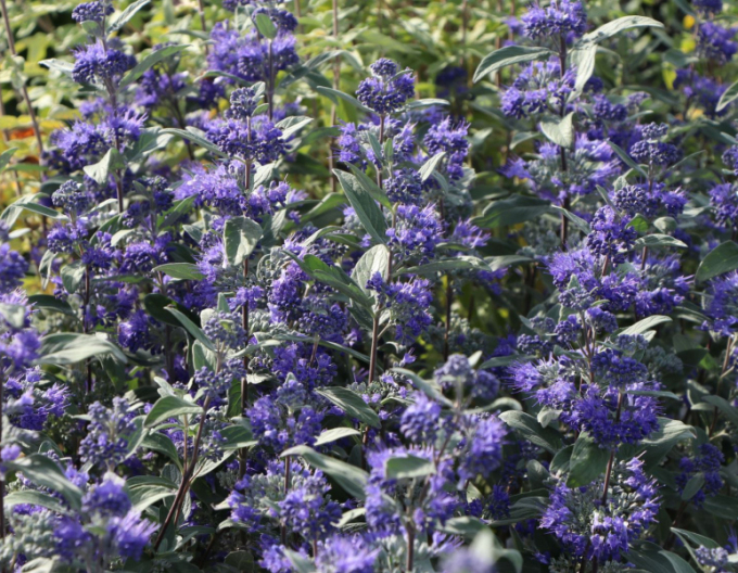 Ořechokřídlec clandonský "HEAVENLY BLUE" 9x9