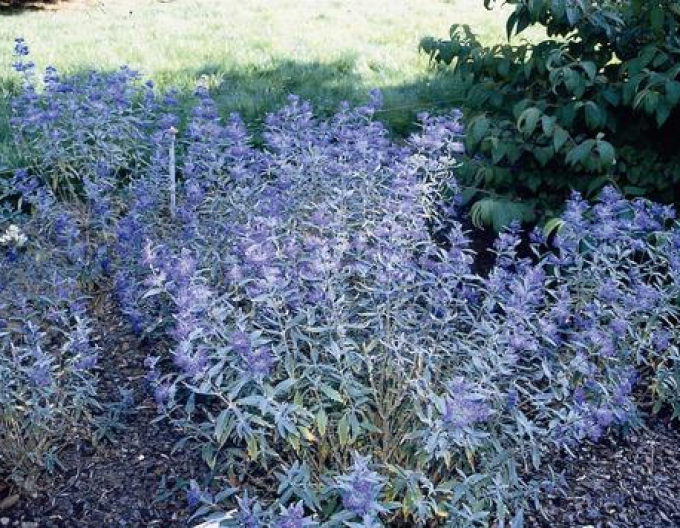 Ořechokřídlec clandonský "HEAVENLY BLUE" 9x9