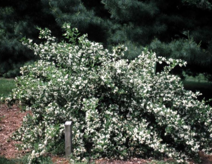 Vajgélie ´Snow Flake´