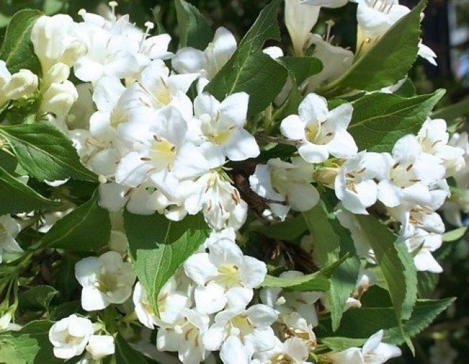 Vajgélie ´Snow Flake´