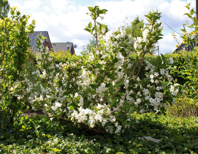 Vajgélie ´Snow Flake´