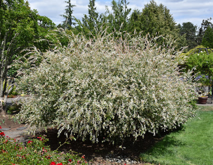 Vrba japonská  Hakuro-Nishiki KER