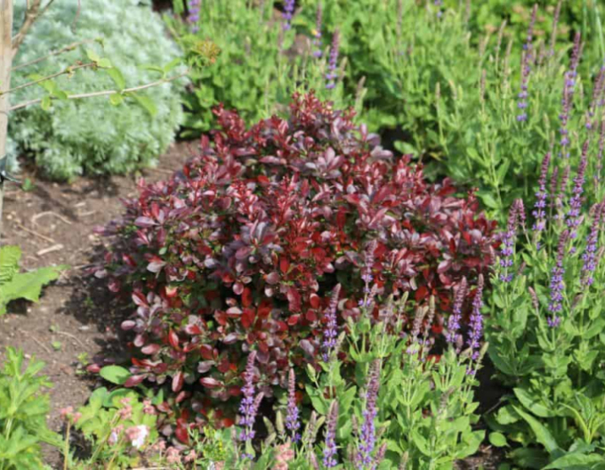 Dřišťál Thunbergův ´ "Bagatelle"