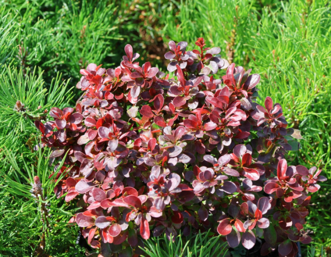 Dřišťál Thunbergův ´ "Bagatelle"