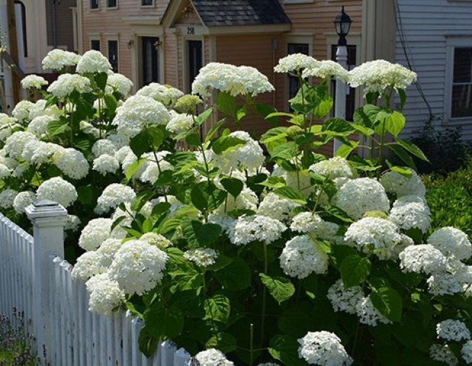 Hortenzie Anabelle 2l