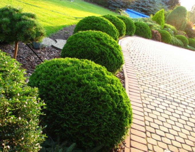 Zerav, túje západní  ´Danica´